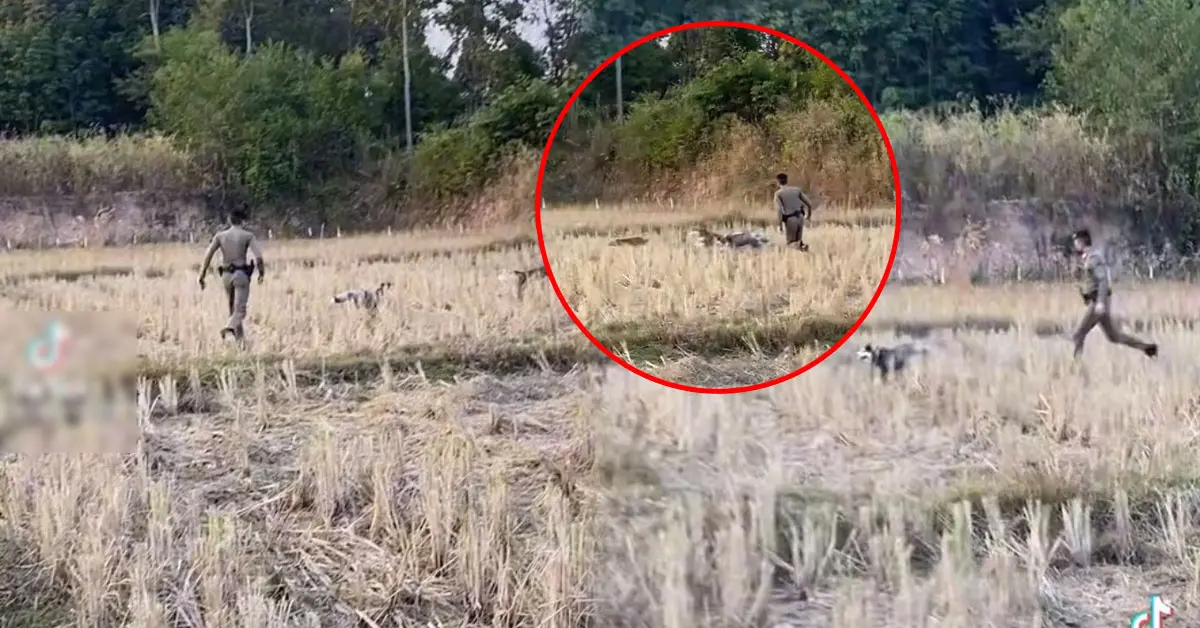 ไซบีเรียน