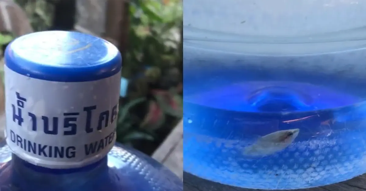 น้ำดื่ม ปก