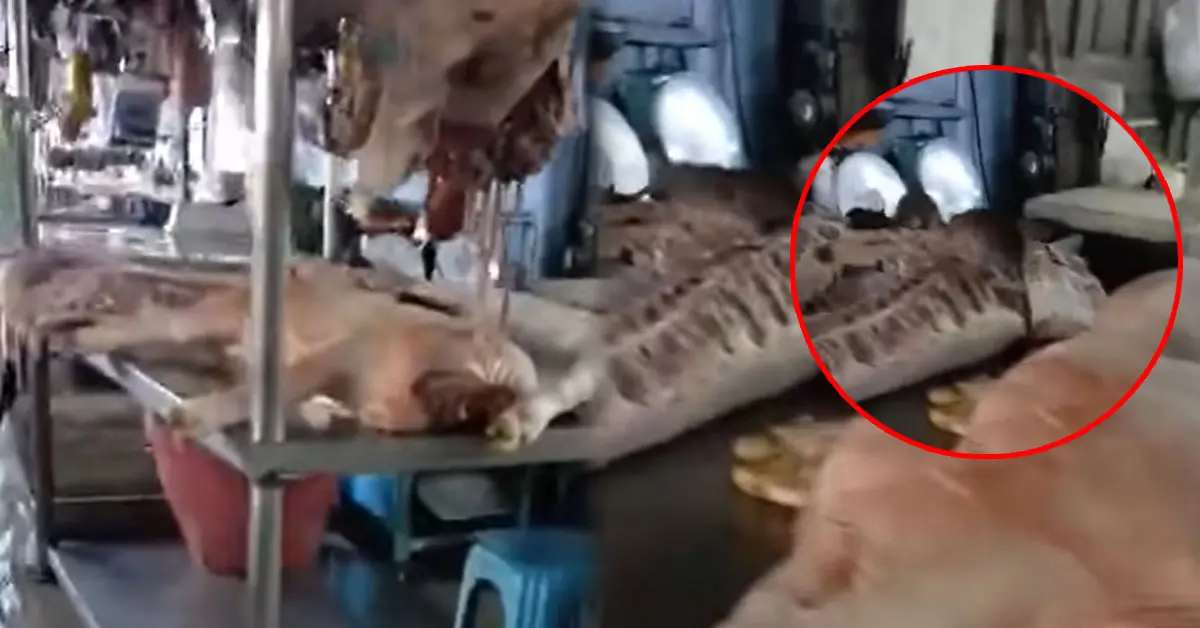 นักจ่ายตลาด