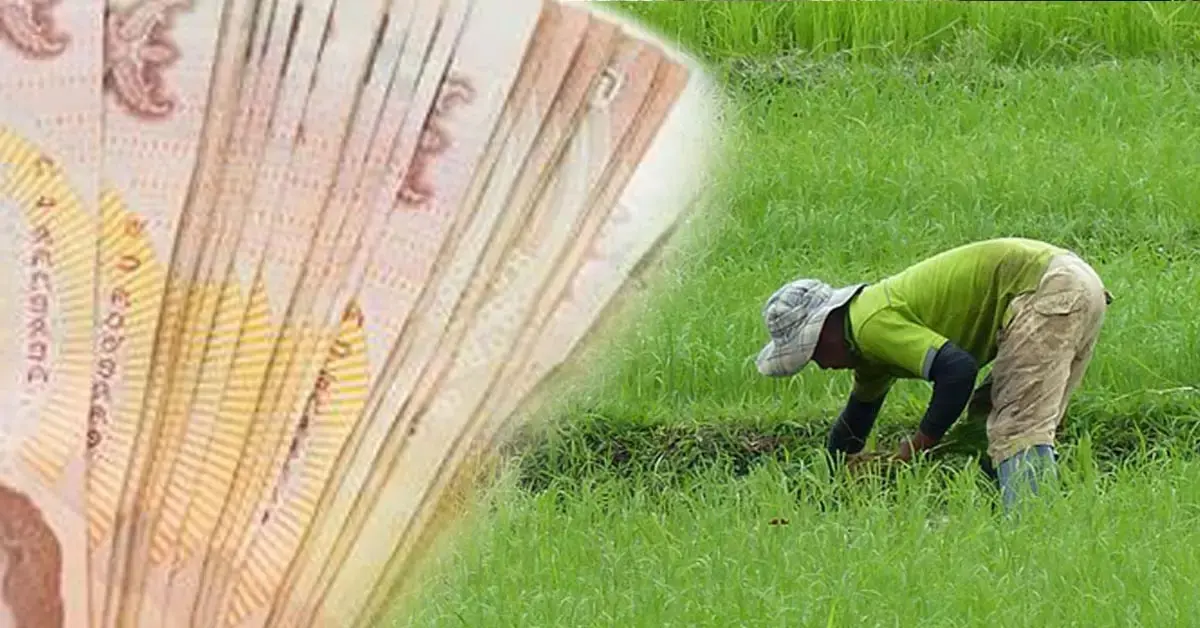 ประกันรายได้ข้าว