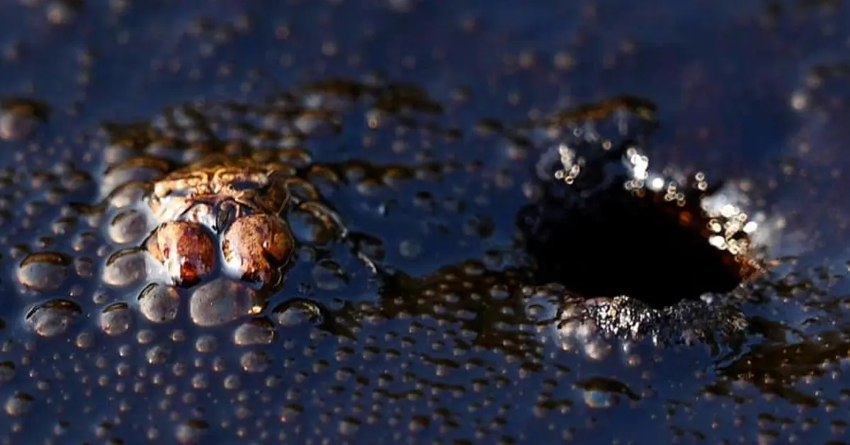 ปู มาบตะพุด น้ำมันรั่ว ปก