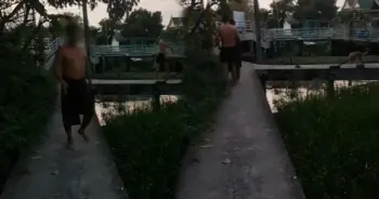 หมาถูกรุมกัด