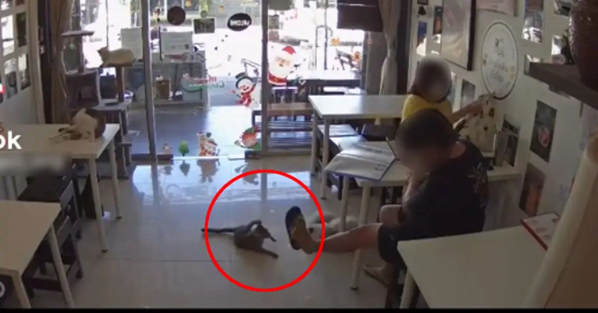 คาเฟ่แมว