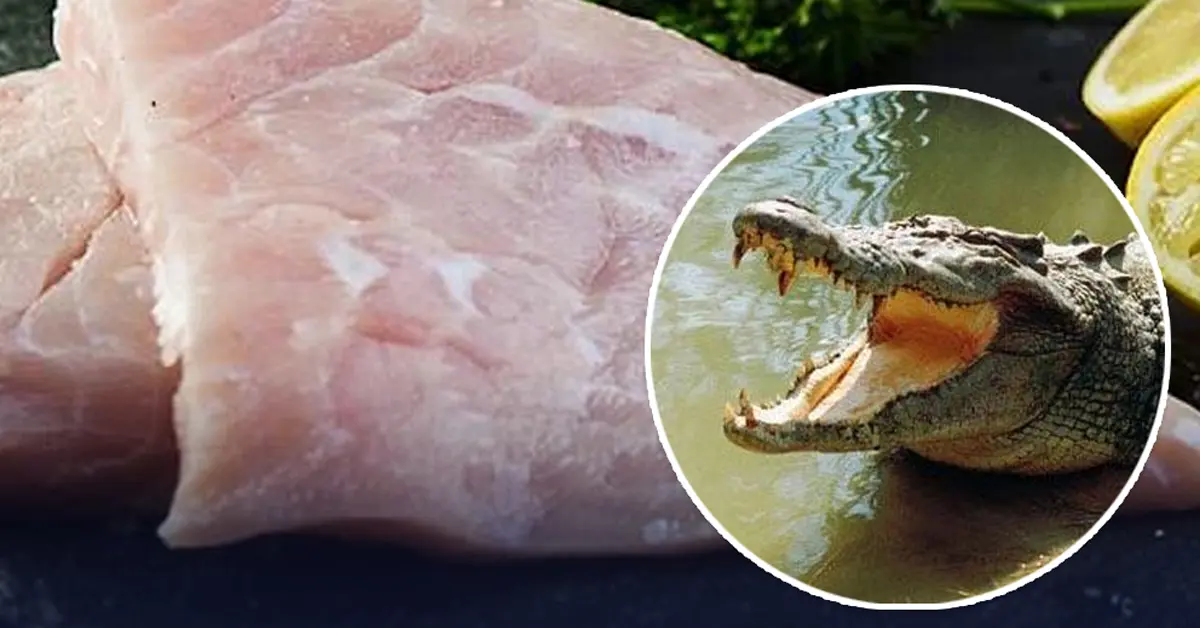 เนื้อจระเข้ ปก