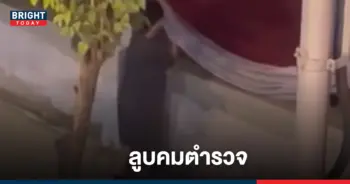 มนุษย์ป้าขโมยหลอดไฟ