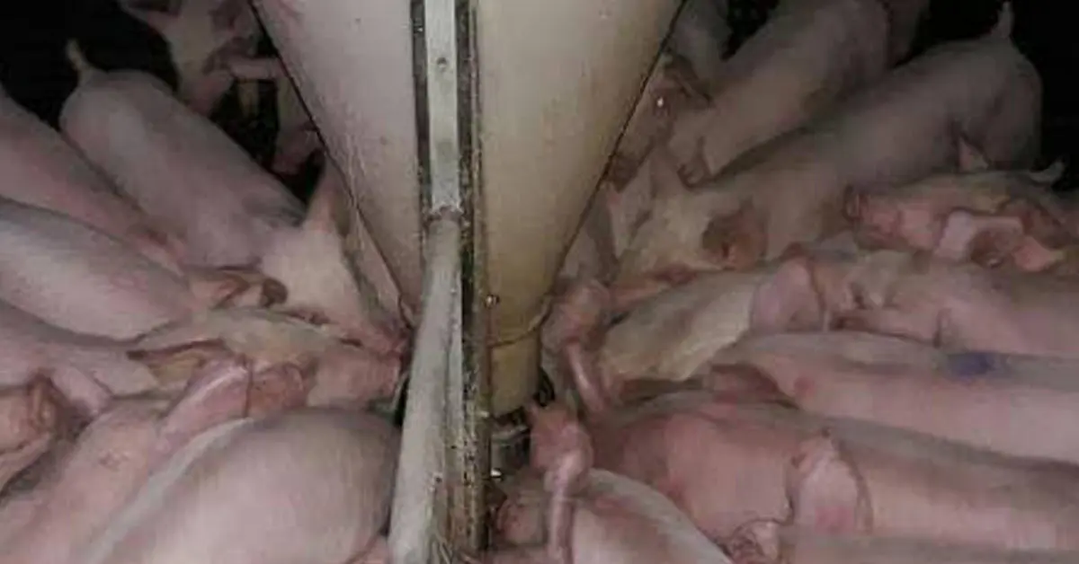 เงินเยียวยาผู้เลี้ยงสุกร