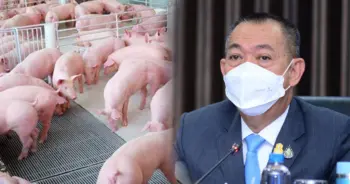 อหิวาต์หมู