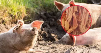 จุดขายหมูถูก