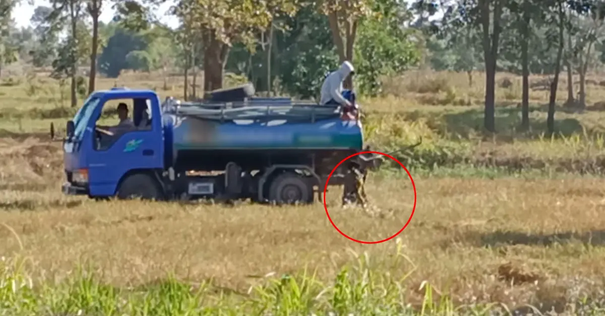 รถดูดส้วม