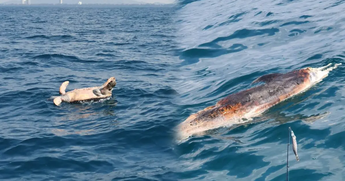 ซากเต่า โลมา ปก