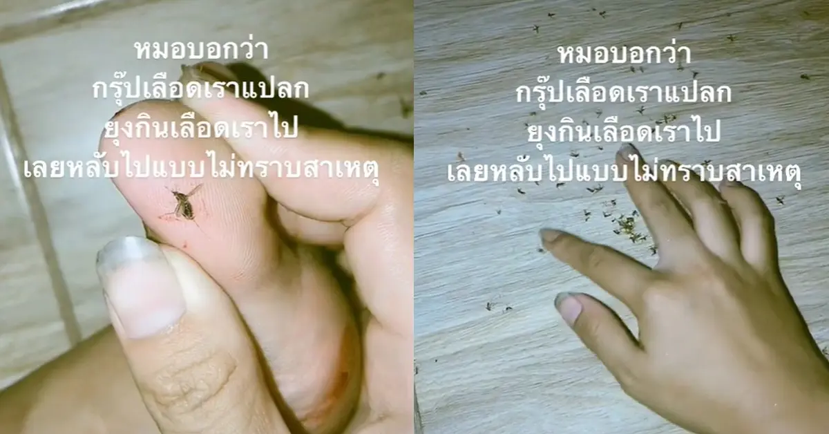 ยุงกินเลือดแล้วหลับ
