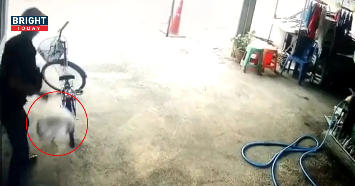 โจรขโมยหมูแดง