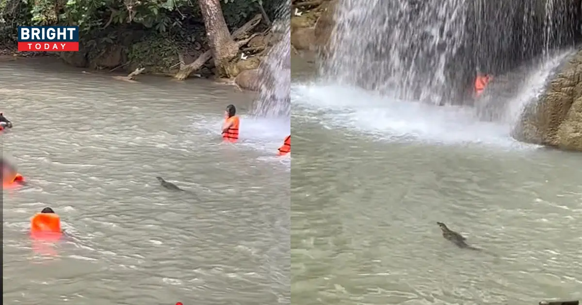 เจ้าถิ่นโดดเล่นน้ำ