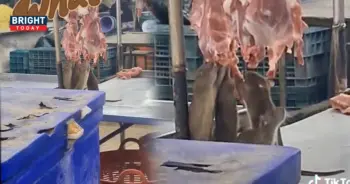 หนูยืนกินหมูคาเขียงขาย