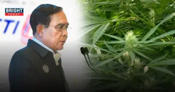 กัญชา ปลดล็อกกัญชา