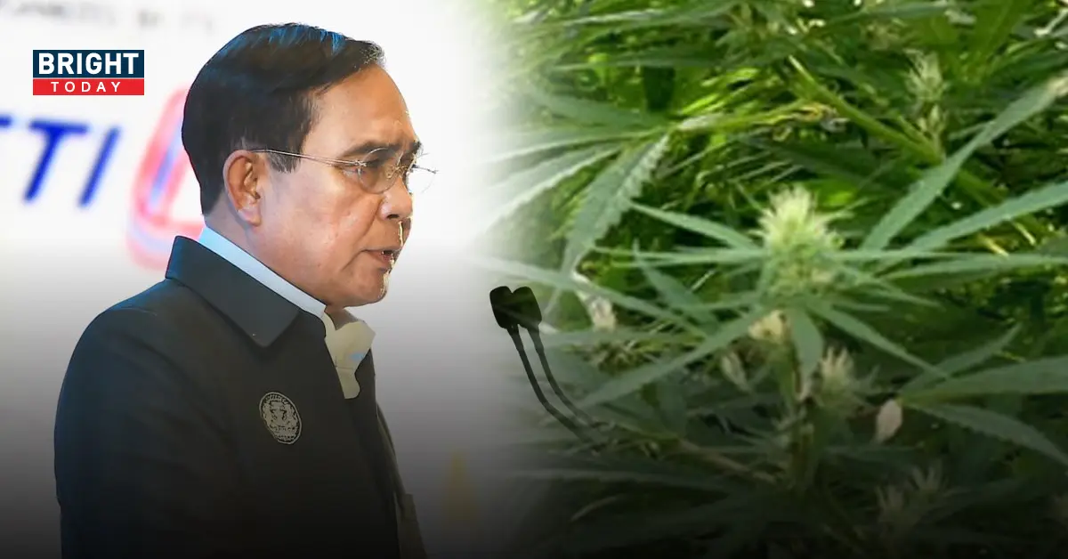 กัญชา ปลดล็อกกัญชา