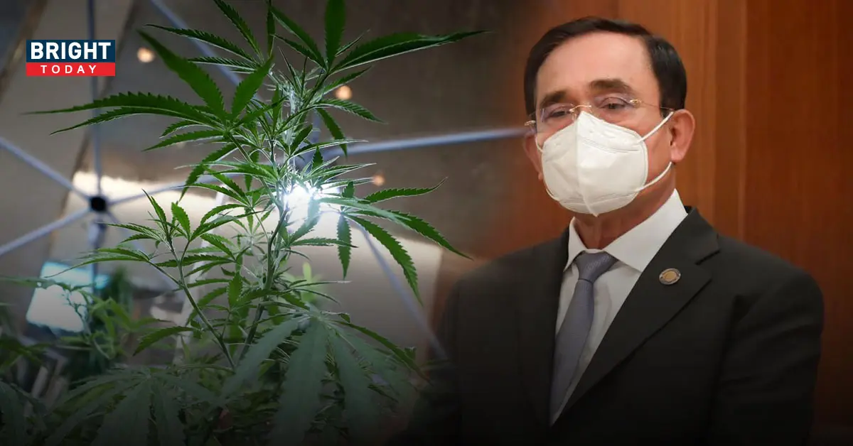 ปลดล็อกกัญชา