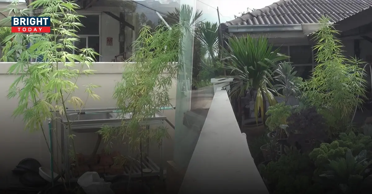 ปลูกกัญชา