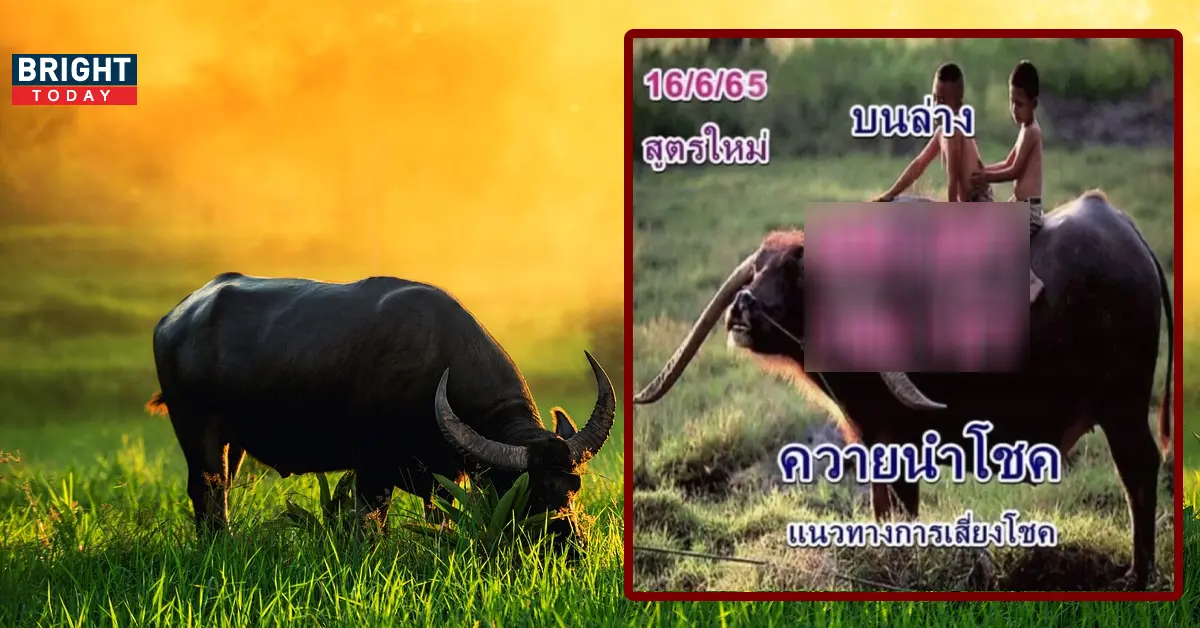 หวยควายนำโชค