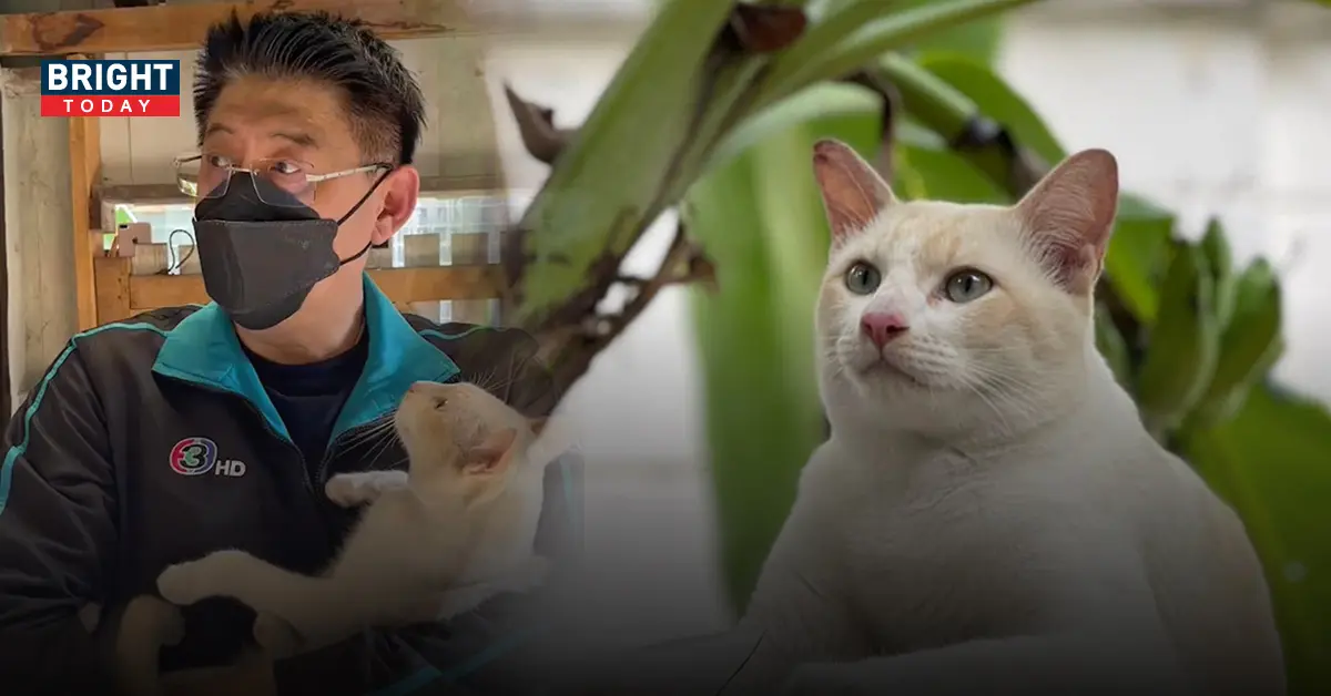 แมว สรยุทธ