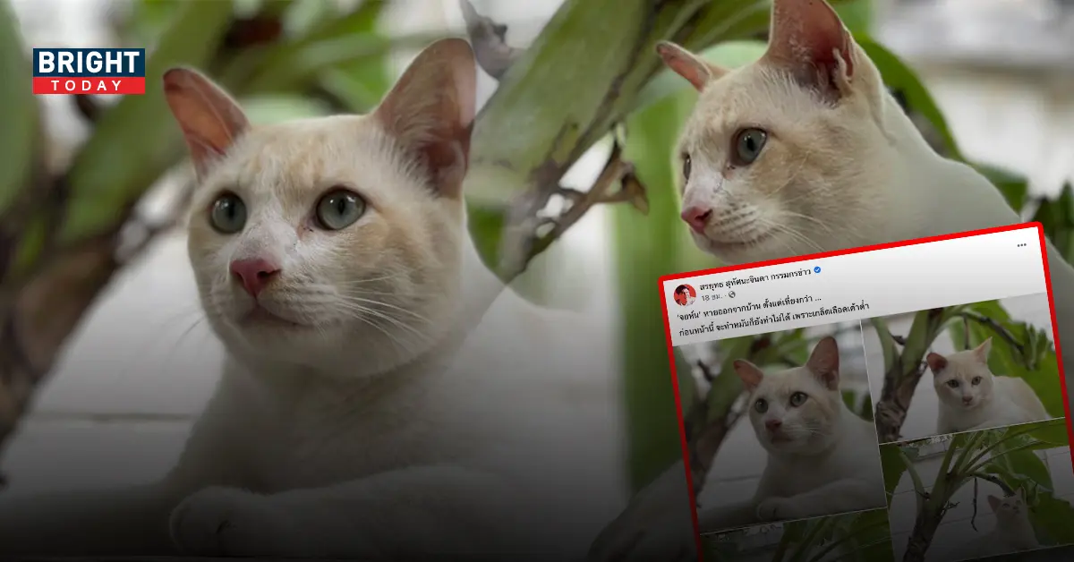 จอห์นหาย แมว สรยุทธ