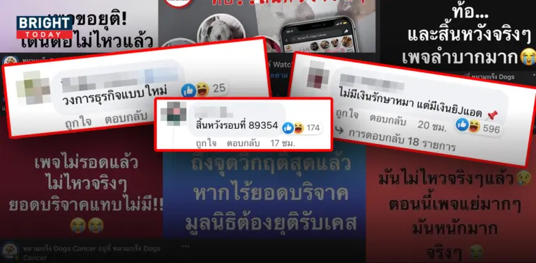หมามะเร็ง