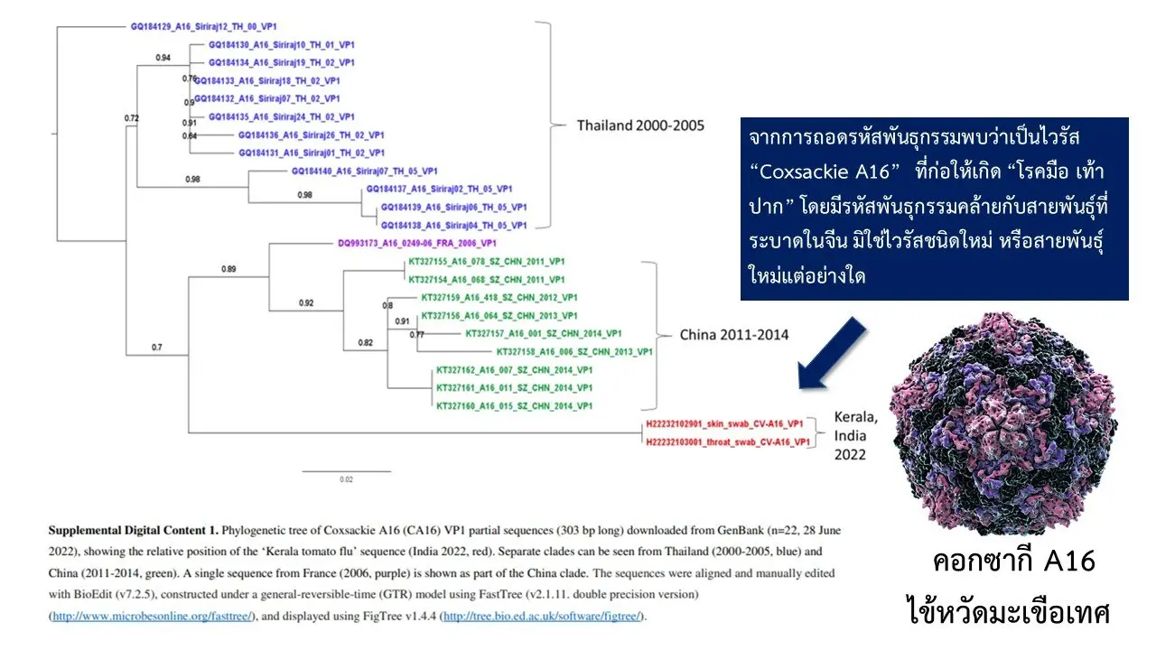 ไข้หวัดมะเขือเทศ2