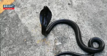 งูเห่าดำพ่นพิษ