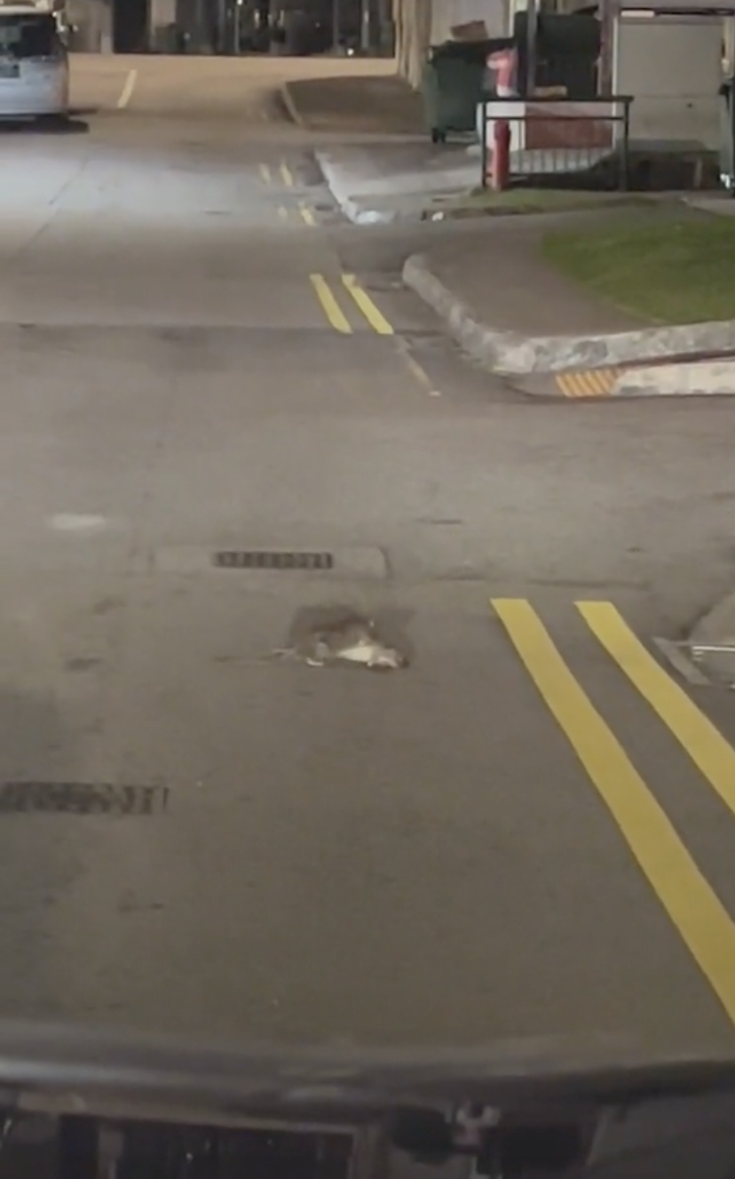 หนูช่วยเพื่อน2