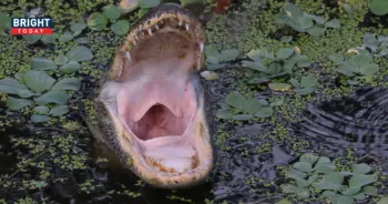 Alligator-3