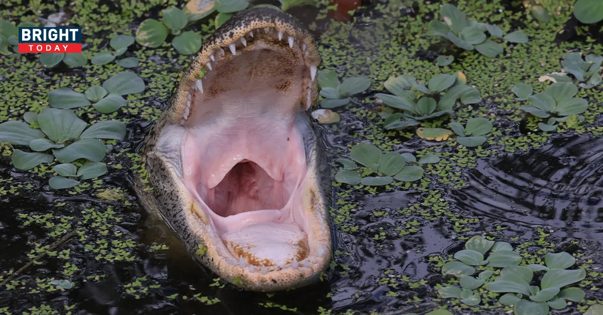 Alligator-3