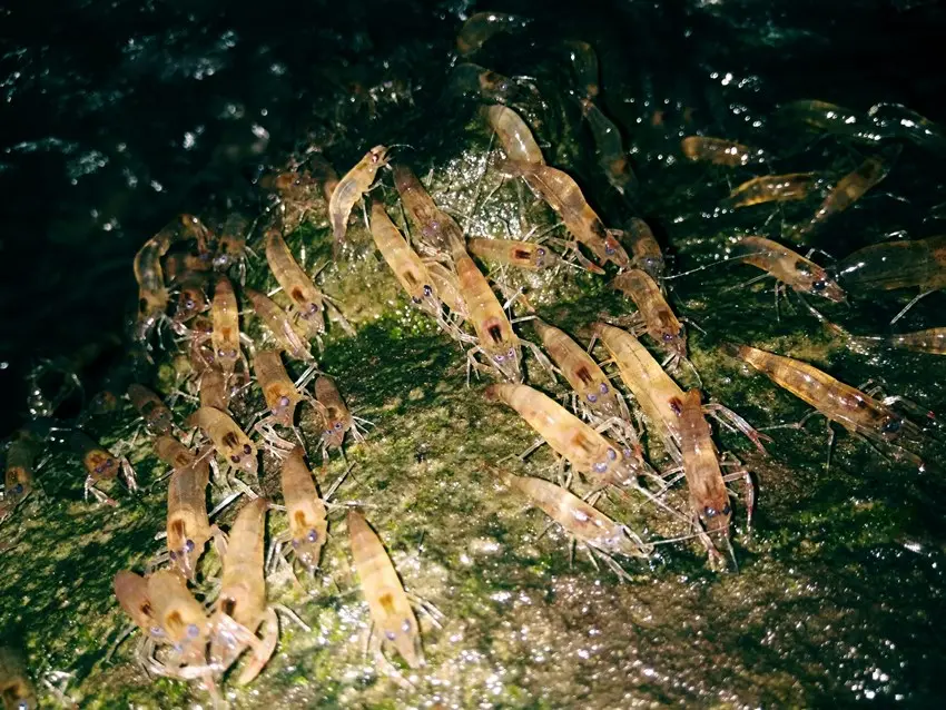 กุ้งเดินขบวน2