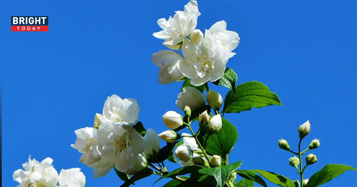 วันแม่แห่งชาติ คำขวัญวันแม่ 2565