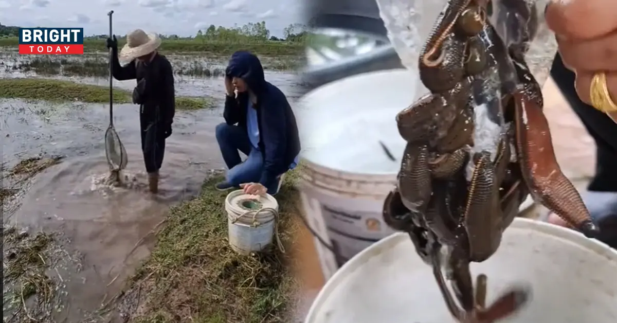 อาชีพจับปลิงขาย