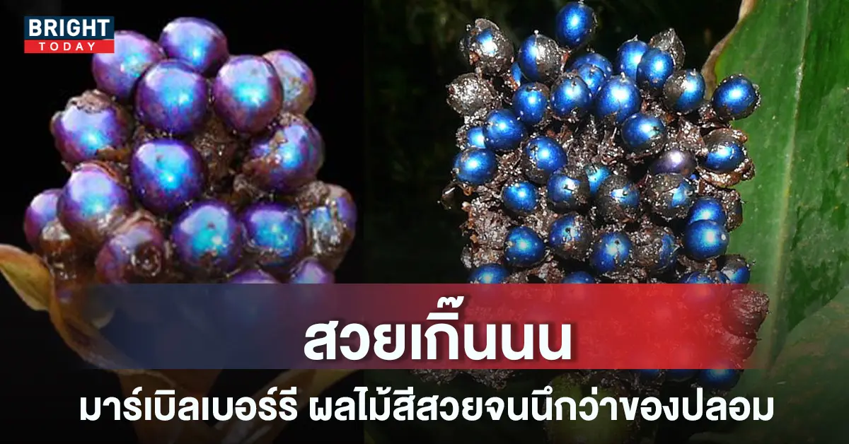 มาร์เบิลเบอร์รี