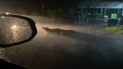 จระเข้-2-เมตรหลุดเดินบนถนน-1
