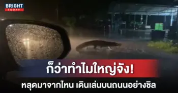 จระเข้-2-เมตรหลุดเดินบนถนน