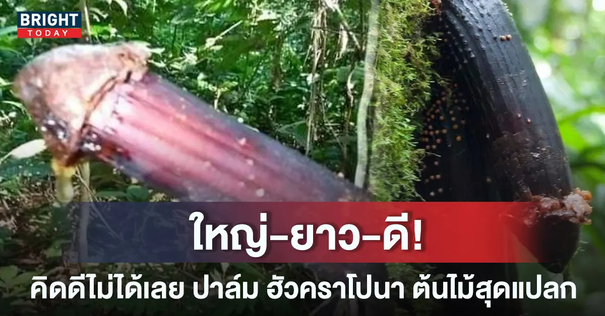 ปาล์ม-ฮัวคราโปนา-เจ้าของสมยา-ต้นองคชาต-