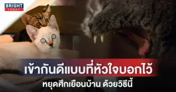ปกแมว