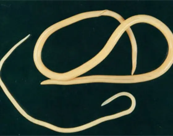 original-1456197478446