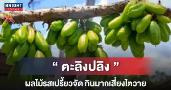 ตะลิงปลิง-หน้าปกใหม่