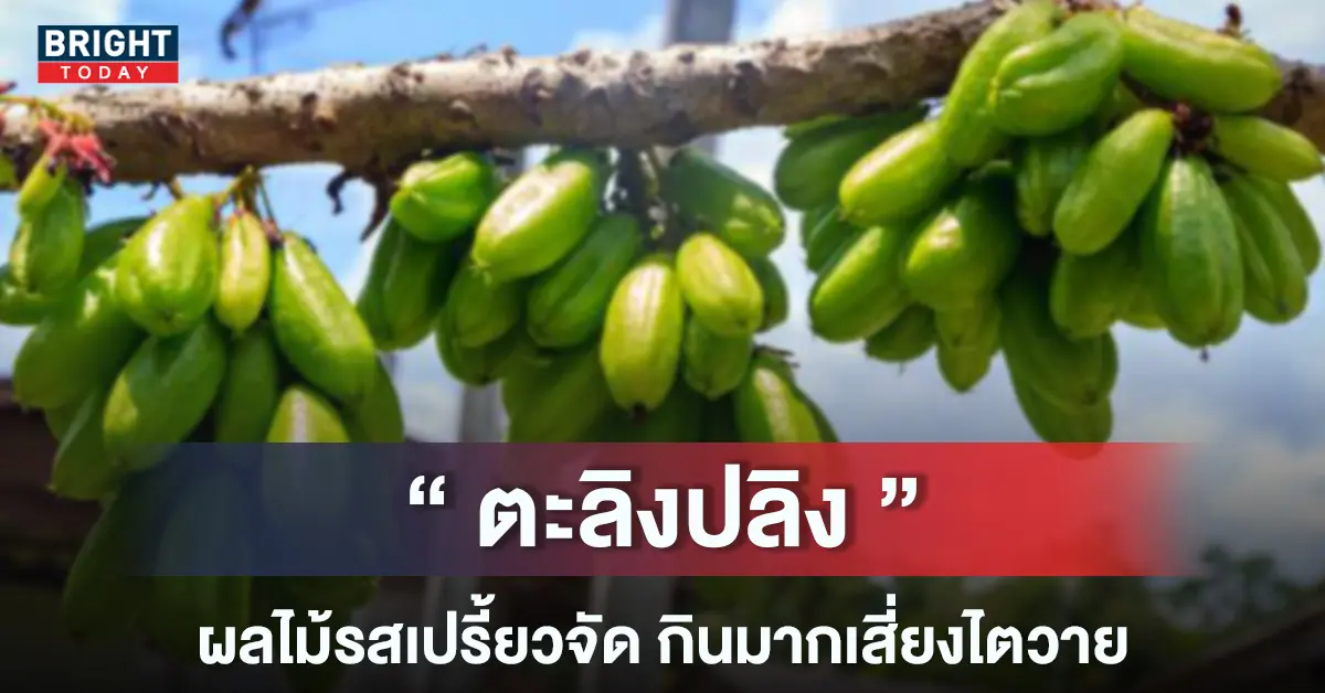 ตะลิงปลิง-หน้าปกใหม่