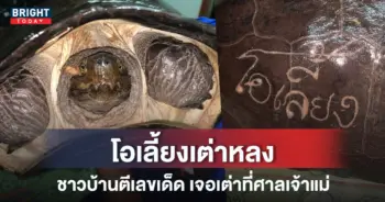 เต่า