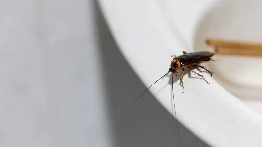 featured-image-cockroach.jpeg