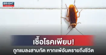 แมลงสาบกัด-หน้าปกใหม่