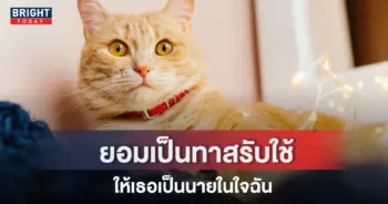 ปกวันแมวส้ม