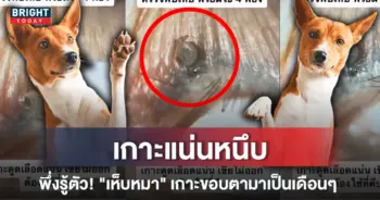 4เห็บหมาเกาะตา