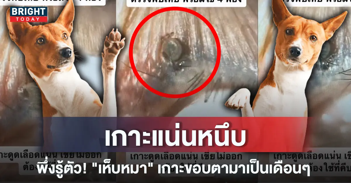 4เห็บหมาเกาะตา