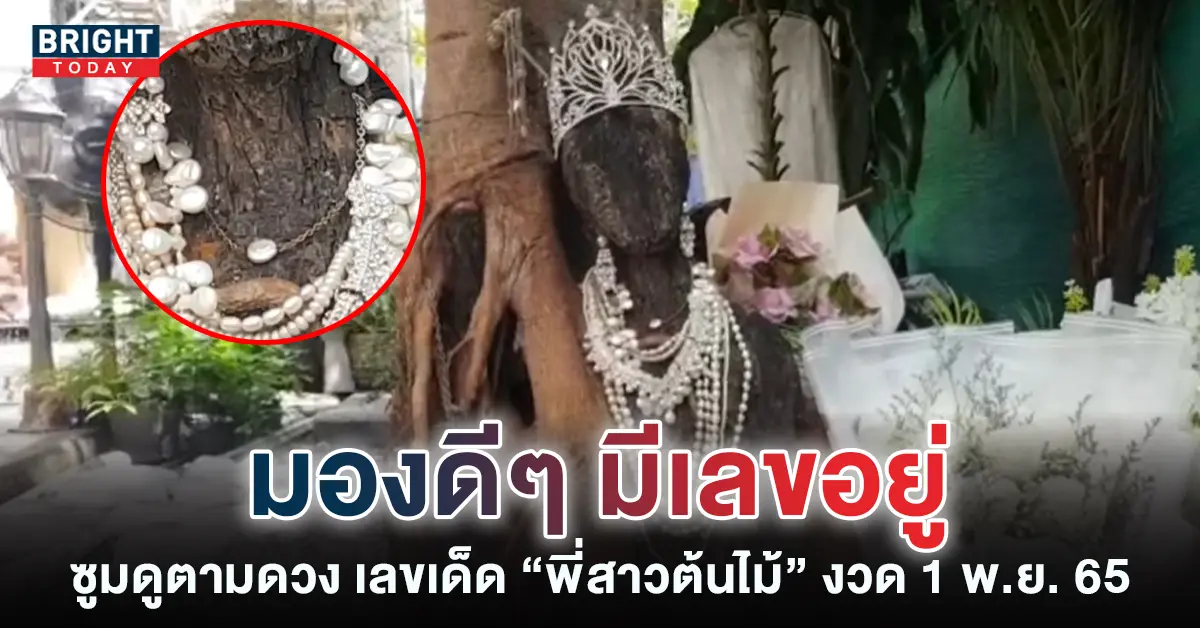 เลขเด็ด-พี่สาวต้นไม้-1-11-65-4
