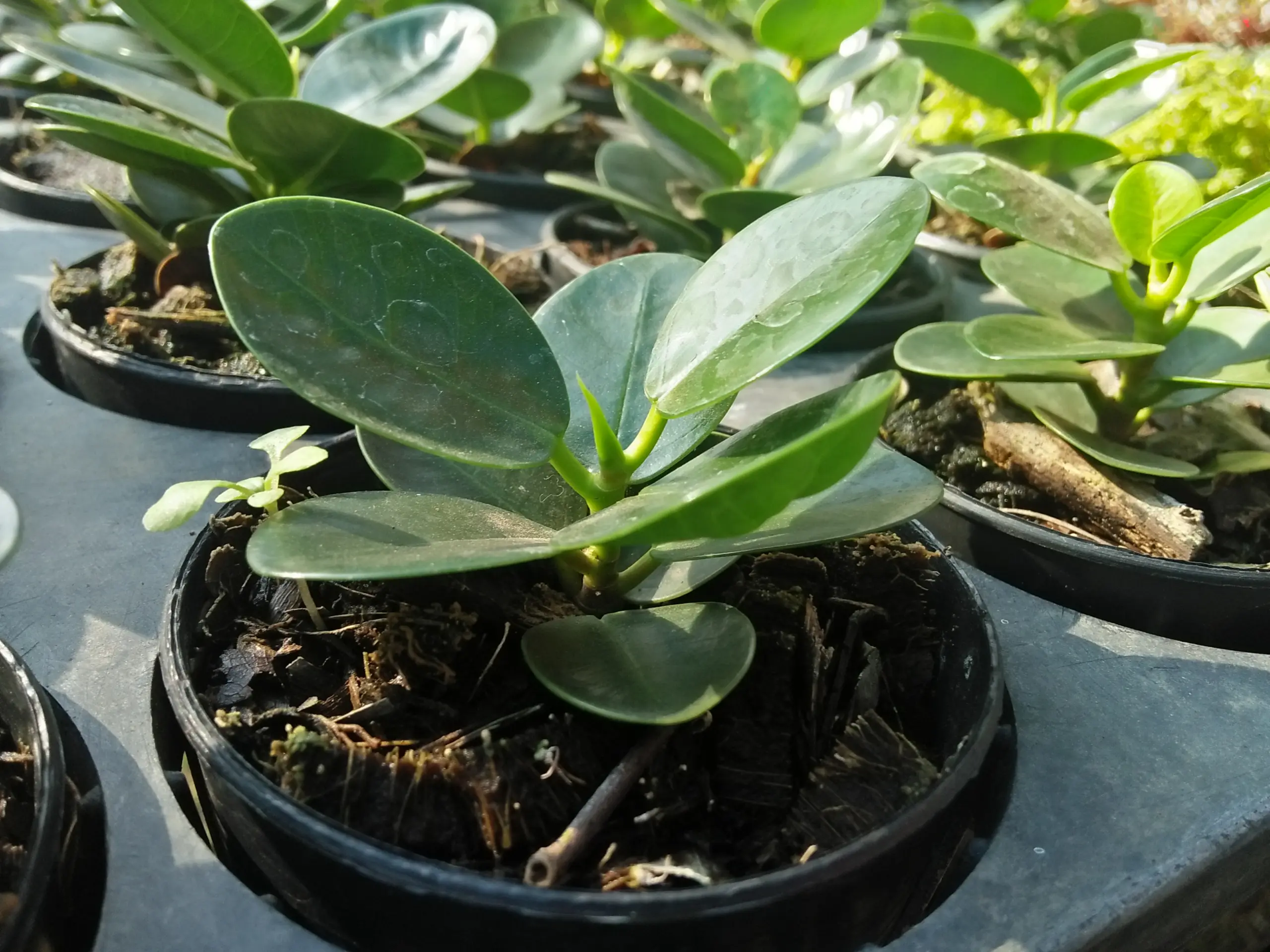 ต้นไม้มงคล-เสริมดวง-รับทรัพย์-03